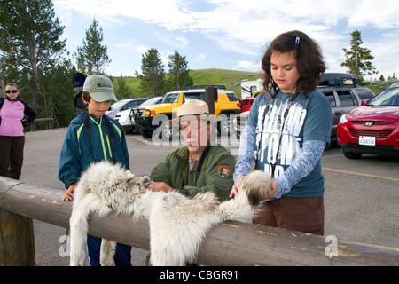 Park ranger les enfants montrant une peau de loup dans le Parc National de Yellowstone, aux États-Unis. Banque D'Images