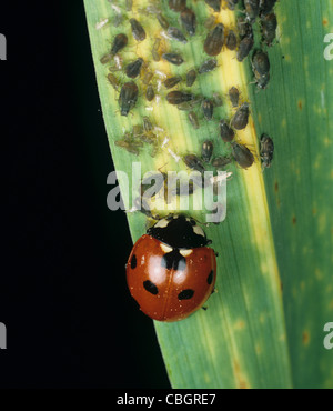 Sept taches de coccinella septempunctata et d'oiseaux-cerisiers sur orge Banque D'Images