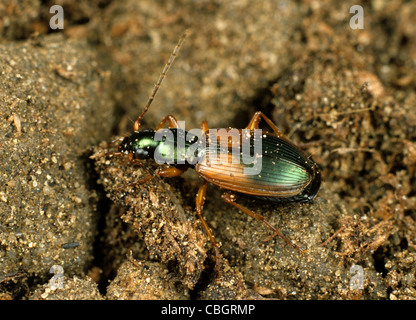 Un coléoptère prédateur du sol (Anchomenus dorsalis) est un prédateur actif de petits invertébrés nuisibles Banque D'Images