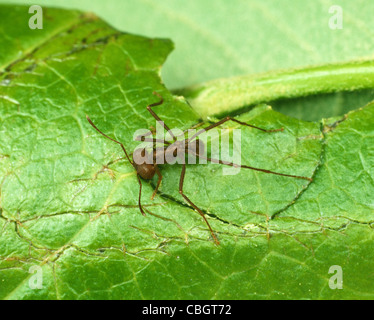 Fourmis coupeuses de feuilles (Atta sexdens) worker cutting leaf Banque D'Images