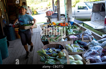 L'employé est issu de l'agriculture légumes frais à la ferme biologique Clear Brook 5 août 2011 à Shaftsbury, Vermont. Banque D'Images