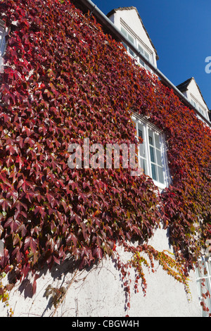 Maison couverte de lierre dans Broad Street, Oxford - automne 7 Banque D'Images