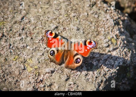 Peacock butterfly (Inachis io) sur une pierre. Banque D'Images