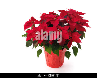 - Poinsettia Noël rouge fleur dans un pot. Isolé sur fond blanc. Banque D'Images