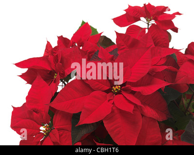 - Poinsettia Noël rouge feuilles fleurs isolé sur fond blanc Banque D'Images