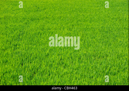 L'herbe vert vif d'une rizière, close-up, Vietnam Banque D'Images