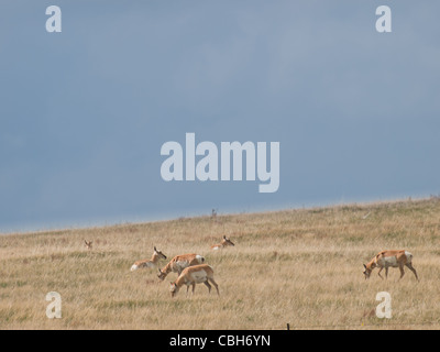 L'antilocapre troupeau avec n sur des plaines de Cheyenne, WY. Banque D'Images