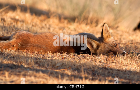 Cub Fox Banque D'Images