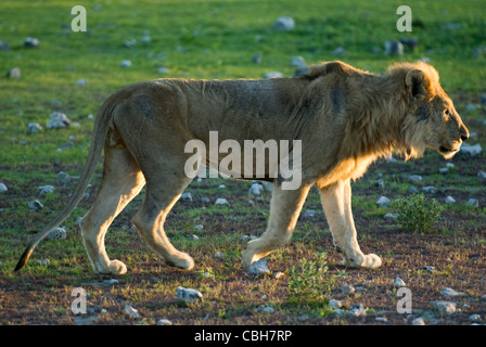 L'African Lion in early morning light marcher passé photographe à courte portée. Banque D'Images