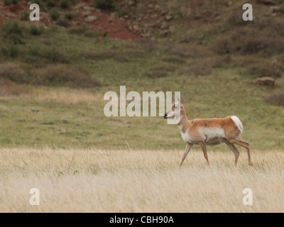 Une jeune femme, l'antilocapre Antilocapra americana, avec le thorax et supérieure rouge croupion blanc est photographié de profil en position debout pour regarder le reste de son troupeau. Bien qu'on appelle communément une antilope, l'antilope d'est classé comme un mammifère artiodactyle. Leurs sont exquis, et des marques, et leurs habitudes de migration typique est d'environ 160 milles. Banque D'Images