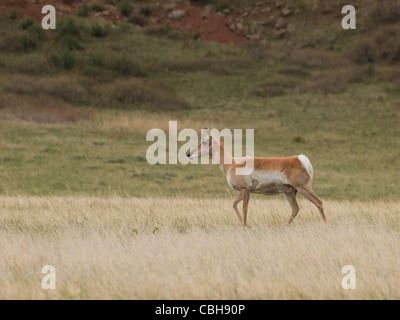 Une jeune femme, l'antilocapre Antilocapra americana, avec le thorax et supérieure rouge croupion blanc est photographié de profil en position debout pour regarder le reste de son troupeau. Bien qu'on appelle communément une antilope, l'antilope d'est classé comme un mammifère artiodactyle. Leurs sont exquis, et des marques, et leurs habitudes de migration typique est d'environ 160 milles. Banque D'Images