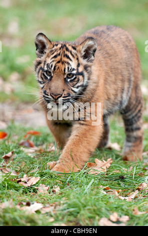 Quatre mois le tigre de la marche vers la caméra cub Banque D'Images