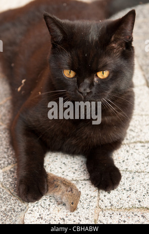 Chat noir avec la souris morte fraîchement chassé Banque D'Images