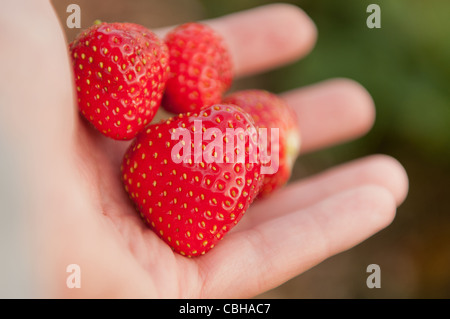 Fresh Fruits rouges fraises dans la main d'un enfant Banque D'Images