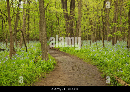 Bluebells au printemps Piste dans l'Illinois Canyon Starved Rock State Park Banque D'Images