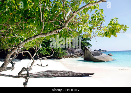 Scène de plage de sable tropicales d'arbres et de roches sur Miang, les îles Similan, Phang-Nga, près de Phuket, Thaïlande Banque D'Images