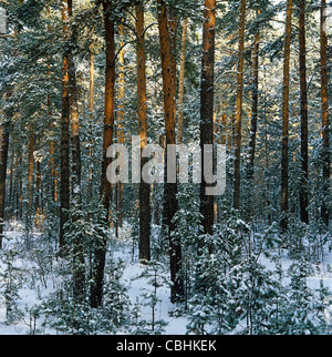 Type de bande de Barnaoul forêt de pins en hiver Banque D'Images