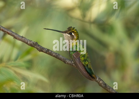 Colibri magnifique montagnes chiricahua fulgens Eugene, Comté de Cochise, Arizona, united states 25 août femme adulte Banque D'Images