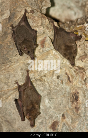 Proboscis Long mexicaine Bat Choeronycteris mexicana Amado, Arizona, United States 20 roositng adultes Juillet dans la grotte. Des phaethornithinae Banque D'Images