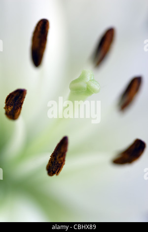 Les étamines et les stigmates de la fleur de lys blanc (Lilium genre) Banque D'Images