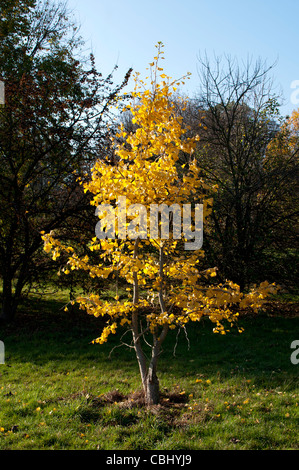 Le Ginkgo biloba arbre en automne Banque D'Images