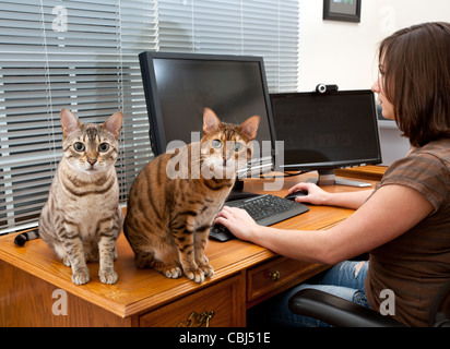 Jeune femme en home office avec deux écrans et clavier sur le cuir d'un bureau avec deux chatons à regarder l'appareil photo Banque D'Images