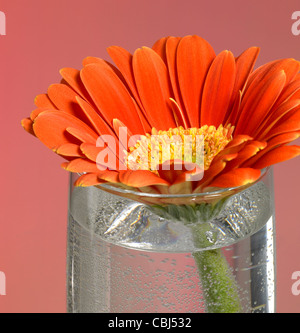 Macrophotographie plein cadre d'un gerbera rouge fleur dans un verre d'eau Banque D'Images