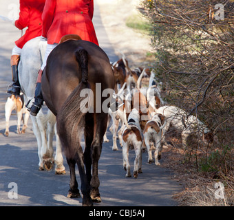 Les chiens de chasse après décembre traditionnel middleburg défilé dans la rue principale de Middleburg, virginia se cassant à les jambes d'un cheval Banque D'Images