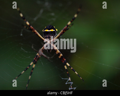 Un gros plan d'une araignée tropicale dans le Commonwealth de Dominique, Antilles, Caraïbes. Banque D'Images