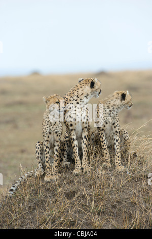 Femme guépard, Acinonyx jubatus, avec deux oursons, assis sur termitière. Le Masai Mara, au Kenya, au printemps.