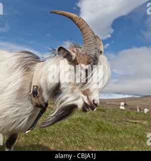 Portrait de chèvre, Borgafjordur Islande, Banque D'Images