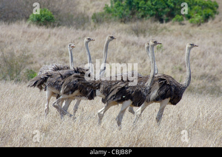 Un groupe de six femmes, Autruche Struthio camelus, marcher dans la prairie. Le Masai Mara, au Kenya, au printemps. Banque D'Images