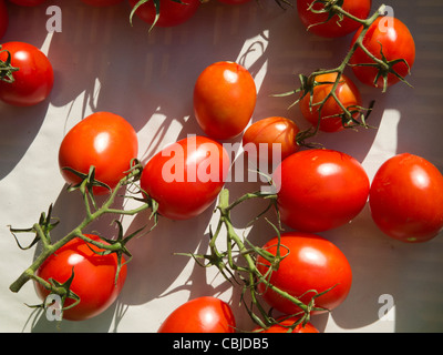 Tomates italiennes sur la vigne, le marché fermier de Genève, Suisse Banque D'Images