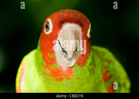 Un perroquet en Afrique du Sud à la Birds of Eden Banque D'Images