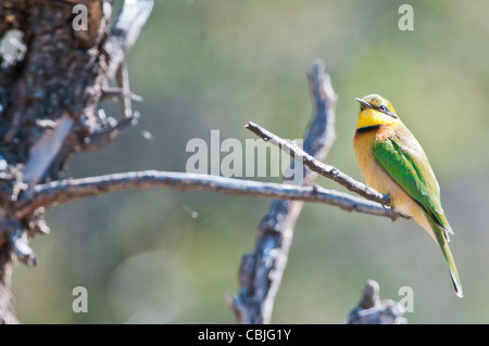 Peu de jaune vert mangeur d'abeilles africaines sur une branche Banque D'Images