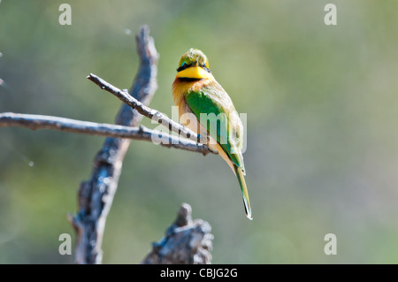 Petit mangeur d'abeilles africaines sur une branche Banque D'Images