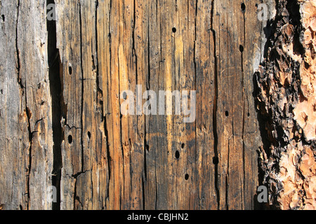 Pins morts fractionnement du tronc de l'arbre avec des détails ennuyeux insectes et de l'écorce Banque D'Images