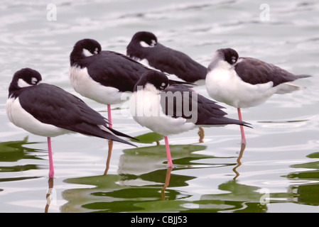 Échasses à col noir (Himantopus mexicanus) reposant sur une jambe en eau peu profonde, avec plumage noir et blanc et longues pattes roses. Banque D'Images