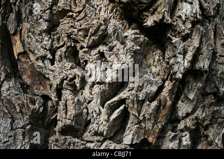 Sur une vieille écorce de noyer (juglans) tronc d'arbre Banque D'Images