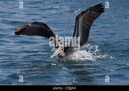 Pélican brun (Pelecanus occidentalis), la baie de Monterey, en Californie, l'océan Pacifique. Banque D'Images