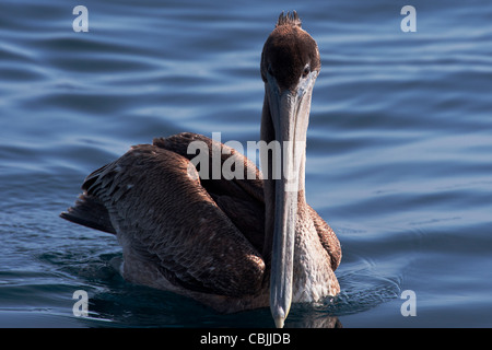 Pélican brun (Pelecanus occidentalis), la baie de Monterey, en Californie, l'océan Pacifique. Banque D'Images