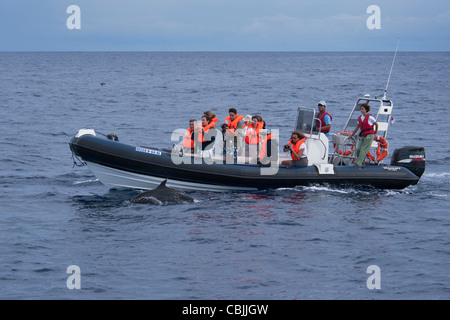 Les touristes regarder un dauphin tacheté de l'Atlantique (Stenella frontalis) pendant un voyage d'observation des baleines. Açores, Océan Atlantique. Banque D'Images