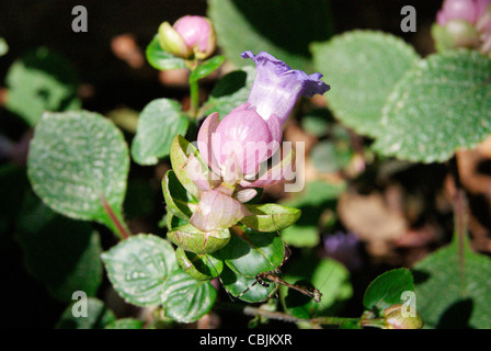 Des pétales de fleurs violettes avec divers Banque D'Images