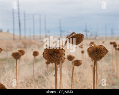 L'intérieur d'un champ de tournesols. Banque D'Images