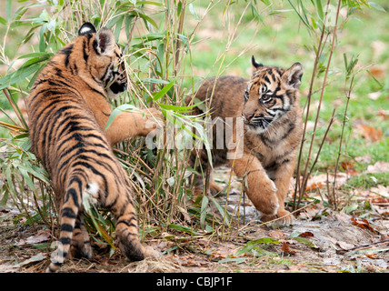 Quatre mois Le tigre louveteaux chassant les uns les autres Banque D'Images