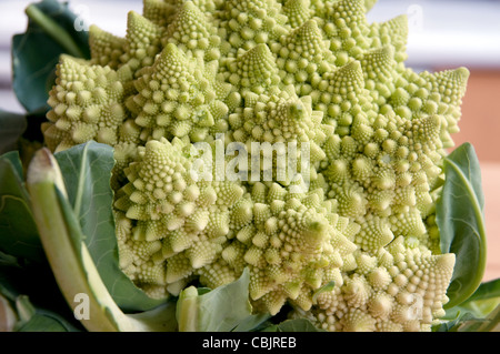 Les modèles fractals naturels de fleurs fraîches sur la tête d'un broccoflower ou brocoli Romanesco, reposant sur une table de cuisine au Canada. Banque D'Images