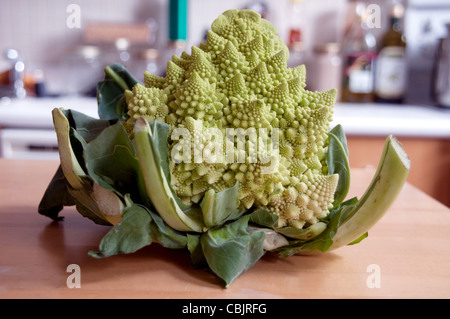 Les modèles fractals naturels de fleurs fraîches sur la tête d'un broccoflower ou brocoli Romanesco, reposant sur une table de cuisine au Canada. Banque D'Images