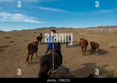 Cattle Roundup sur un ranch dans le désert de Gobi de Mongolie Banque D'Images