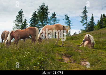 Famille de chevaux sur Zwolferhorn en Autriche Banque D'Images