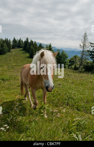 Horse portrait on Zwolferhorn en Autriche Banque D'Images